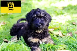 Read more about the article Cão da Serra de Aires crescători și căței în Baden-Württemberg