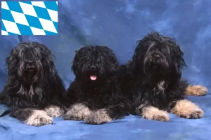 Read more about the article Cão da Serra de Aires crescători și căței în Bavaria