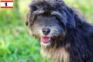 Read more about the article Cão da Serra de Aires crescători și căței în Berlin