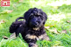 Read more about the article Cão da Serra de Aires crescători și căței în Bremen
