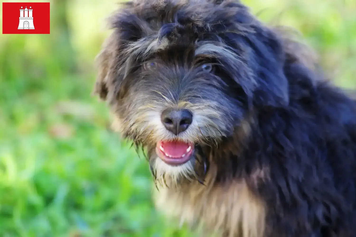 Cão da Serra de Aires căței și crescători Hamburg Aici puteți găsi crescători de Cão da Serra de Aires în Hamburg.