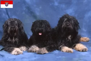 Read more about the article Cão da Serra de Aires crescători și căței în Hessen