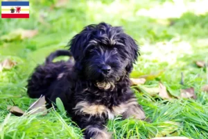 Read more about the article Cão da Serra de Aires crescători și căței în Mecklenburg-Vorpommern