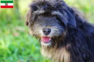 Read more about the article Cão da Serra de Aires crescători și căței în Renania de Nord-Westfalia