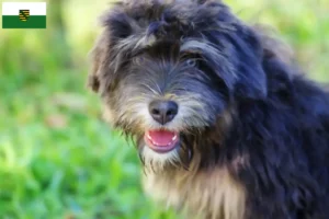 Read more about the article Cão da Serra de Aires crescători și căței în Saxonia
