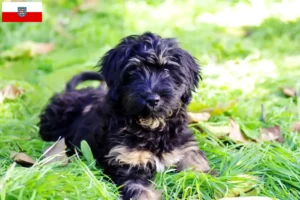 Read more about the article Cão da Serra de Aires crescători și căței în Turingia