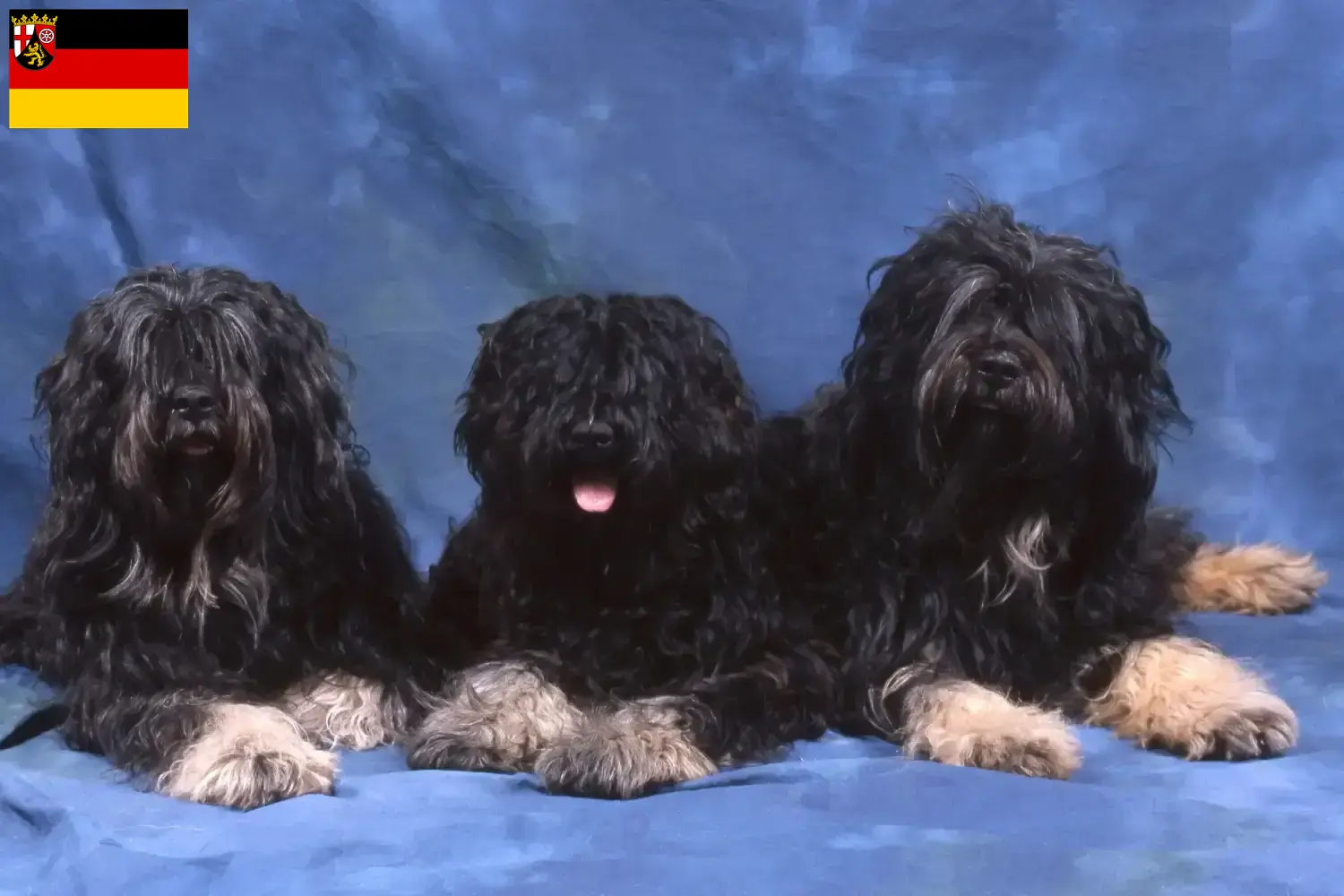 Cão da Serra de Aires căței și crescători Renania-Palatinat Aici veți găsi crescători de Cão da Serra de Aires în Renania-Palatinat.