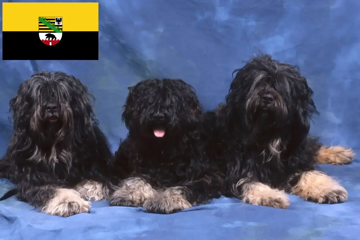 Cão da Serra de Aires căței și crescători Saxonia-Anhalt Aici puteți găsi crescători de Cão da Serra de Aires în Saxonia-Anhalt.