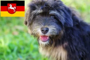Read more about the article Cão da Serra de Aires crescători și căței în Saxonia Inferioară