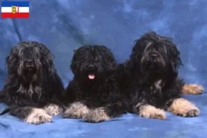 Read more about the article Cão da Serra de Aires crescători și căței în Schleswig-Holstein