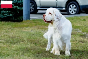 Read more about the article Clumber Spaniel crescători și căței în Polonia