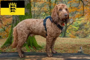 Read more about the article Crescători de Cockapoo și căței în Baden-Württemberg