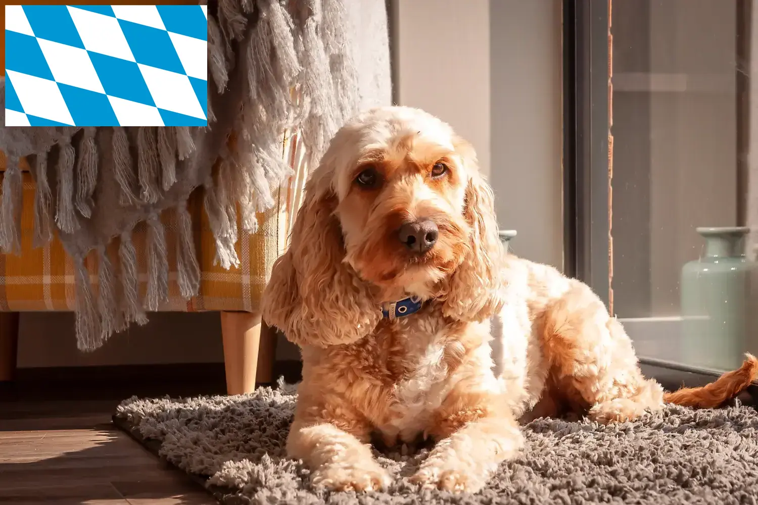 Read more about the article Crescători de Cockapoo și căței în Bavaria