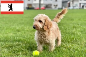 Read more about the article Crescători de Cockapoo și căței în Berlin