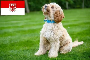 Read more about the article Crescători de Cockapoo și căței în Brandenburg