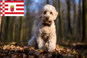Read more about the article Crescători de Cockapoo și căței în Bremen