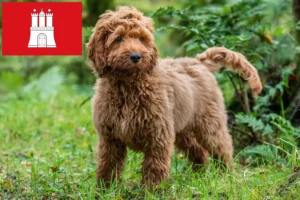 Read more about the article Crescători de Cockapoo și căței în Hamburg