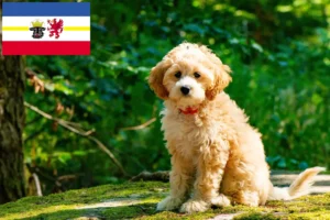 Read more about the article Crescători de Cockapoo și căței în Mecklenburg-Vorpommern