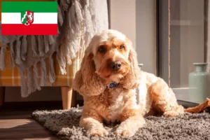 Read more about the article Crescători de Cockapoo și căței în Renania de Nord-Westfalia