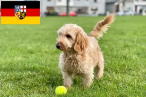 Read more about the article Crescători de Cockapoo și căței în Saarland