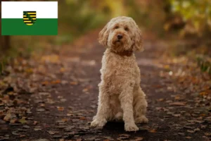 Read more about the article Crescători de Cockapoo și căței în Saxonia