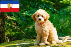Read more about the article Crescători de Cockapoo și căței în Schleswig-Holstein