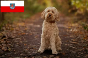 Read more about the article Crescători de Cockapoo și căței în Thuringia