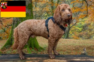 Read more about the article Crescători de Cockapoo și căței în Renania-Palatinat