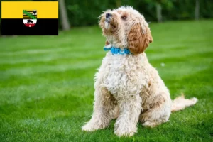 Read more about the article Crescători de Cockapoo și căței în Saxonia-Anhalt
