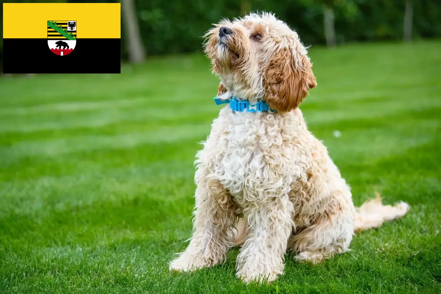 Read more about the article Crescători de Cockapoo și căței în Saxonia-Anhalt