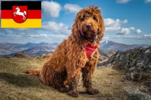 Read more about the article Crescători de Cockapoo și căței în Saxonia Inferioară
