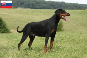 Read more about the article Crescători și căței Doberman în Slovacia
