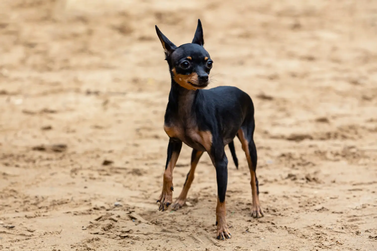 Cumpărarea unui cățeluș English Toy Terrier înseamnă asumarea responsabilității! Cumpărați căței English Toy Terrier.