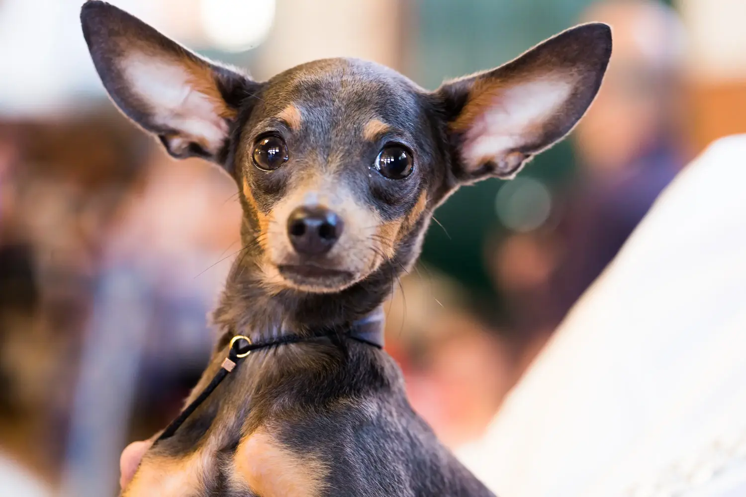 Cumpărarea unui cățeluș English Toy Terrier înseamnă asumarea responsabilității! Cumpărați căței English Toy Terrier.
