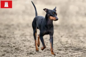 Read more about the article English Toy Terrier crescători și căței în Hamburg