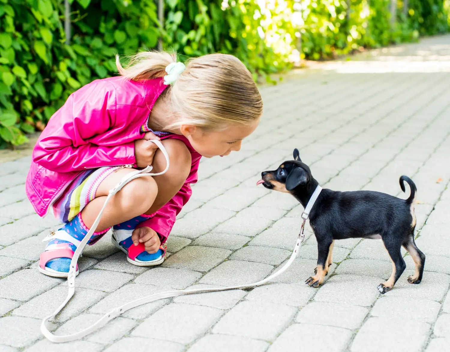 Cumpărarea unui cățeluș English Toy Terrier înseamnă asumarea responsabilității! Cumpărați căței English Toy Terrier.