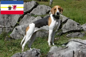 Read more about the article Crescători de câini de vânătoare francezi și căței în Mecklenburg-Vorpommern