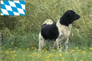 Read more about the article Friesian Water Dog crescători și căței în Bavaria