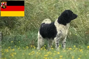Read more about the article Crescători de câini de apă frizieni și căței în Renania-Palatinat