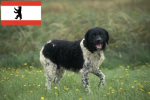 Read more about the article Frisian Water Dog Breeder și cățeluși în Berlin