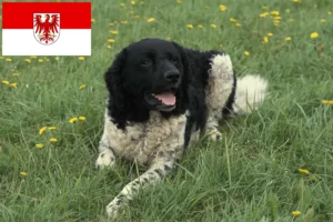 Read more about the article Frisian Water Dog Breeder și cățeluși în Brandenburg