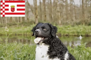 Read more about the article Frisian Water Dog Breeder și cățeluși în Bremen