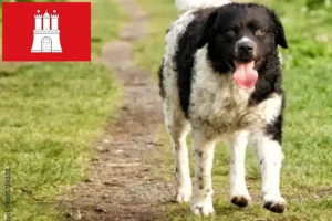 Read more about the article Frisian Water Dog Breeder și cățeluși în Hamburg