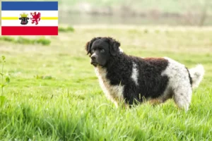 Read more about the article Crescători de câini de apă frizieni și căței în Mecklenburg-Vorpommern