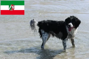 Read more about the article Crescători de câini de apă frizieni și căței în Renania de Nord-Westfalia