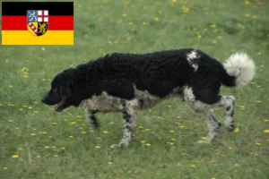 Read more about the article Crescători de câini de apă frizieni și căței în Saarland