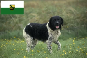 Read more about the article Frisian Water Dog Breeder și cățeluși în Saxonia