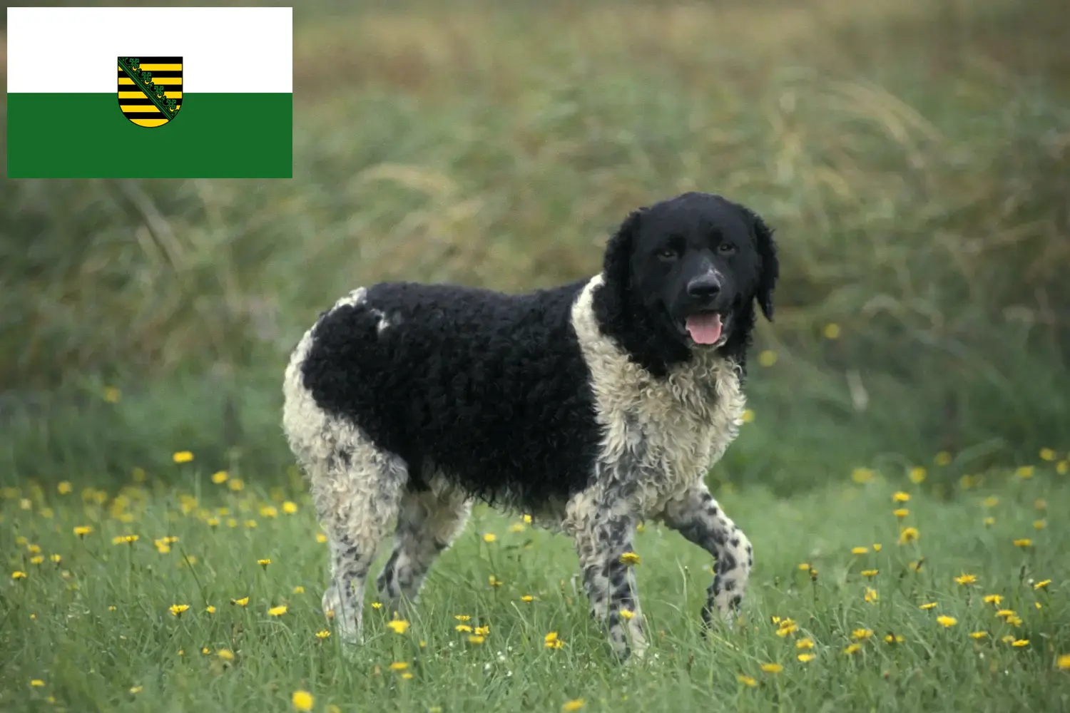 Read more about the article Frisian Water Dog Breeder și cățeluși în Saxonia