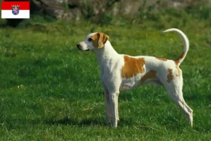 Read more about the article Grand Anglo-Français crescători și căței în Hessen
