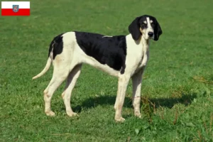 Read more about the article Grand Anglo-Français crescători și căței în Thuringia